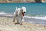 BEDLINGTON TERRIER 037